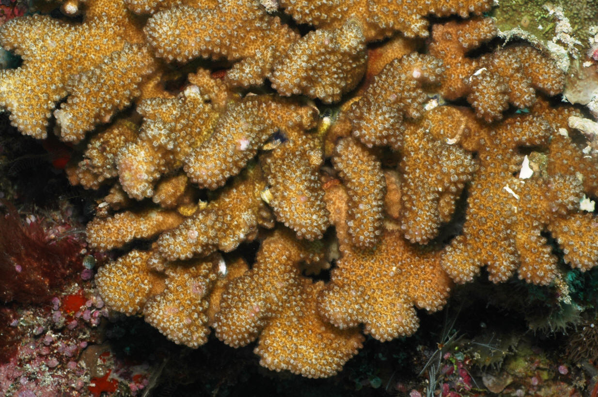 Pocillopora eydouxi